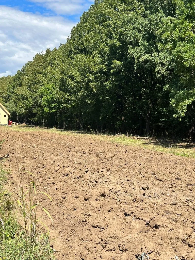 Dupa toaletare copac in snagov judetul ilfov